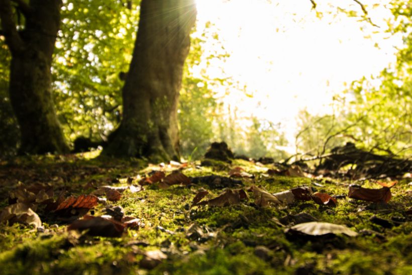 Allein im Wald: Wie mich eine Wildschwein-Begegnung gelehrt hat, Kontrolle loszulassen und meinem Urvertrauen zu folgen